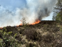 natuurbrand foto